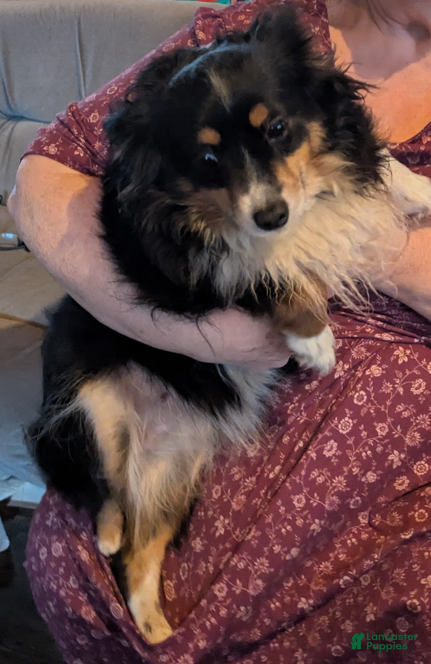 Toy Australian Shepherd dogs Willow - Ad 1