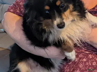 Toy Australian Shepherd dogs for sale: Willow - Ad 2