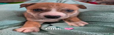 Pink collar 