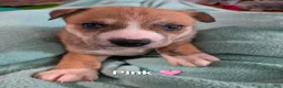 Mixed Breed dogs for sale: Pink collar  - Ad 1