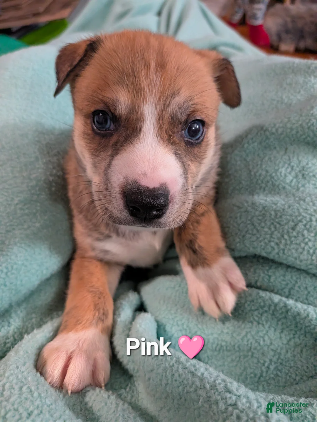 Mixed Breed dogs for sale: Pink collar  - Ad 1