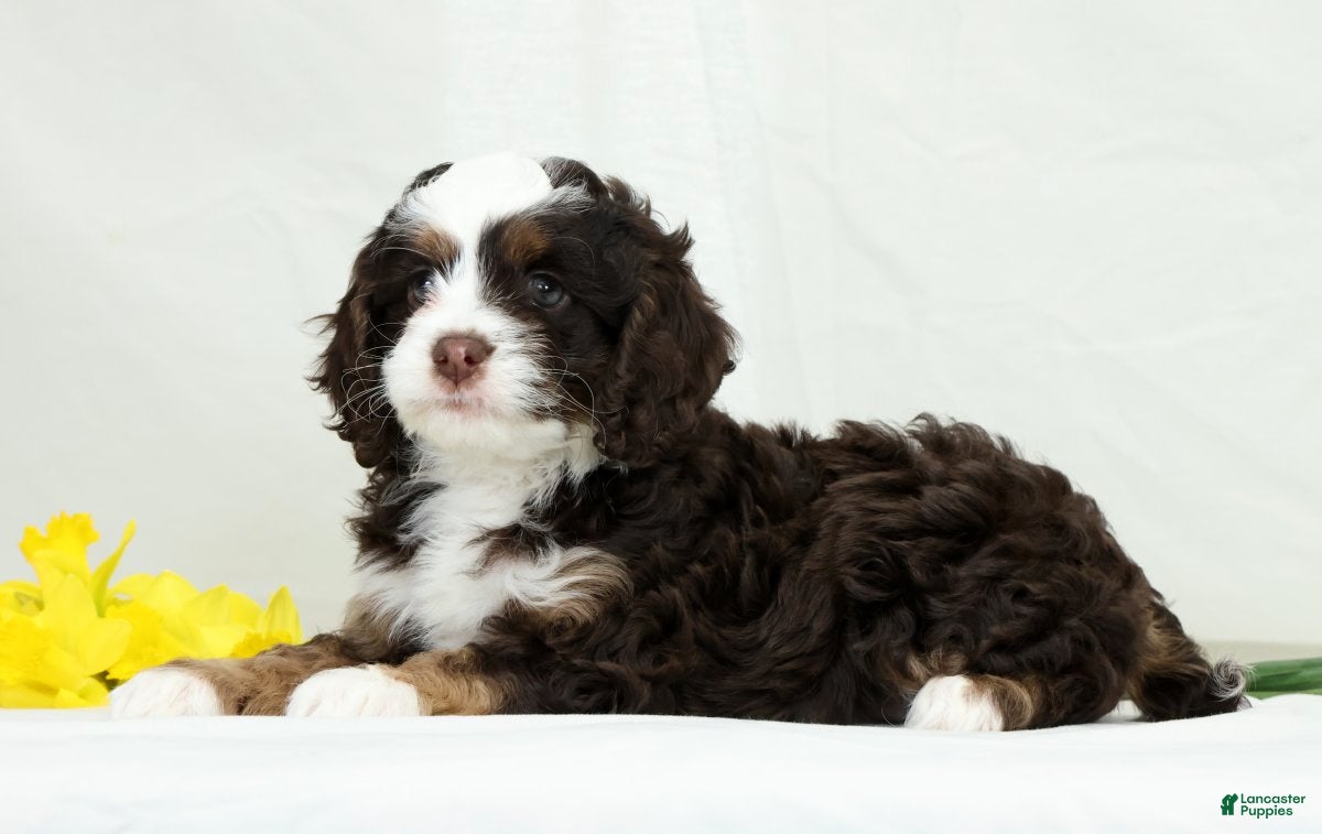 Cockapoo dogs Butter Blossom - Ad 1