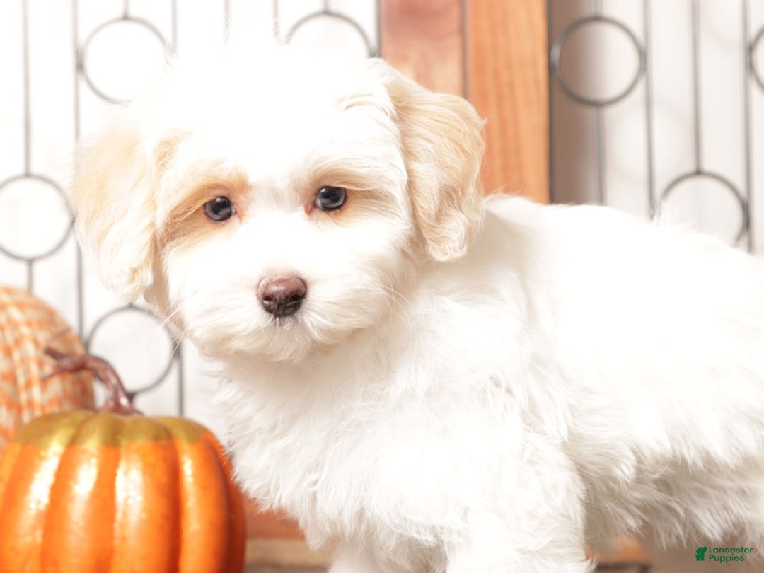 Maltipoo dogs for sale: Tinkerbell- Female Maltipoo - Ad 4