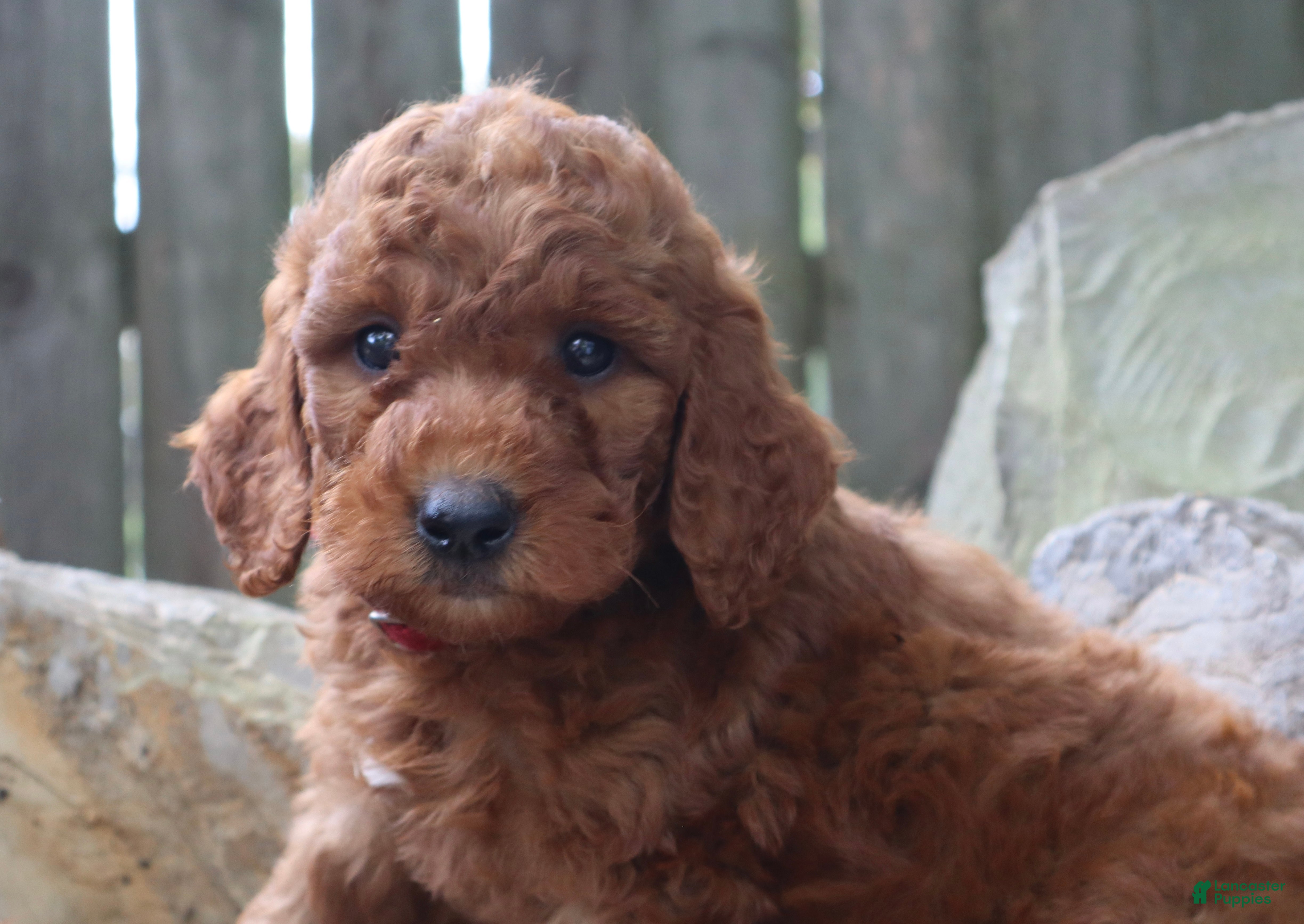 Mini Goldendoodle dogs Espresso  - Ad 2
