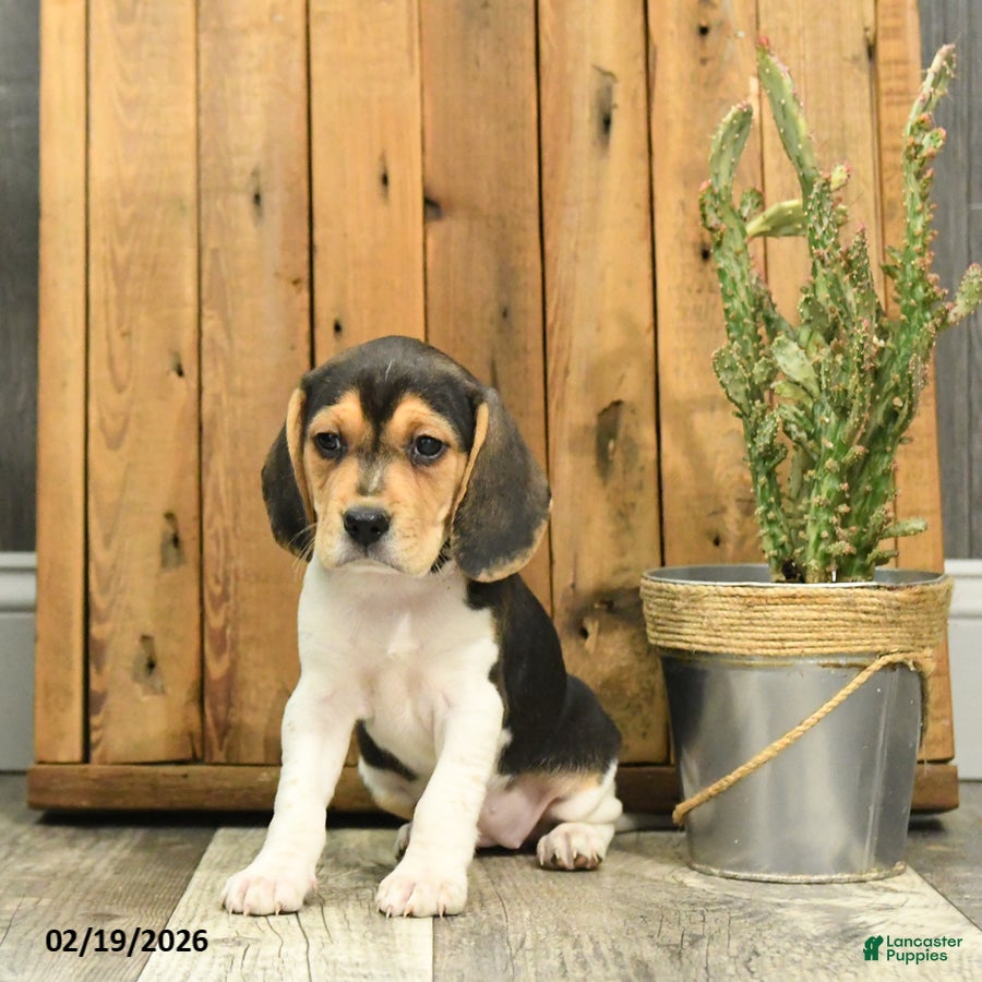 Beagle dogs Katrina - Ad 1