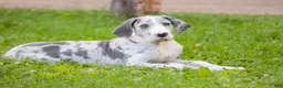 Great Dane dogs for sale: Skye - Ad 1