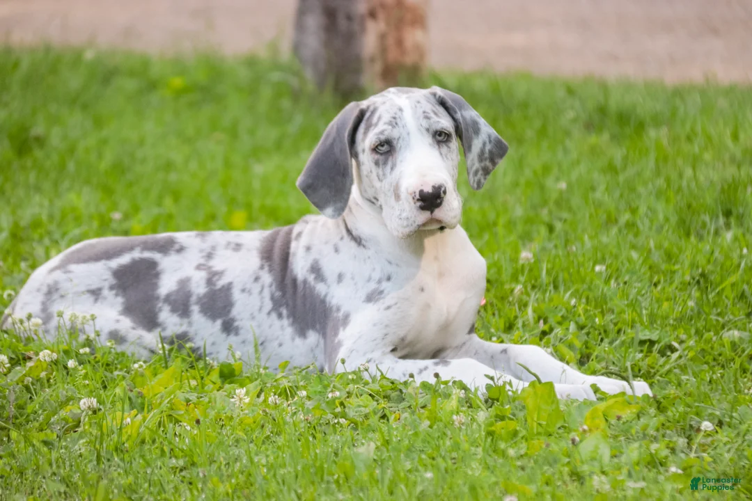 Great Dane dogs for sale: Skye - Ad 1