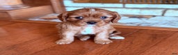 Cavalier King Charles Spaniel dogs for sale: Cavalier King Charles Spaniel Puppy 1 - Ad 1