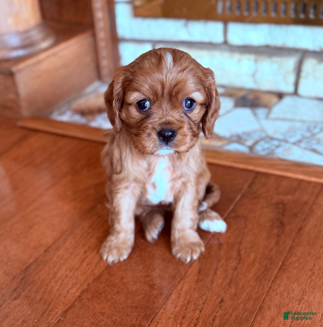 Cavalier King Charles Spaniel dogs for sale: Cavalier King Charles Spaniel Puppy 1 - Ad 1