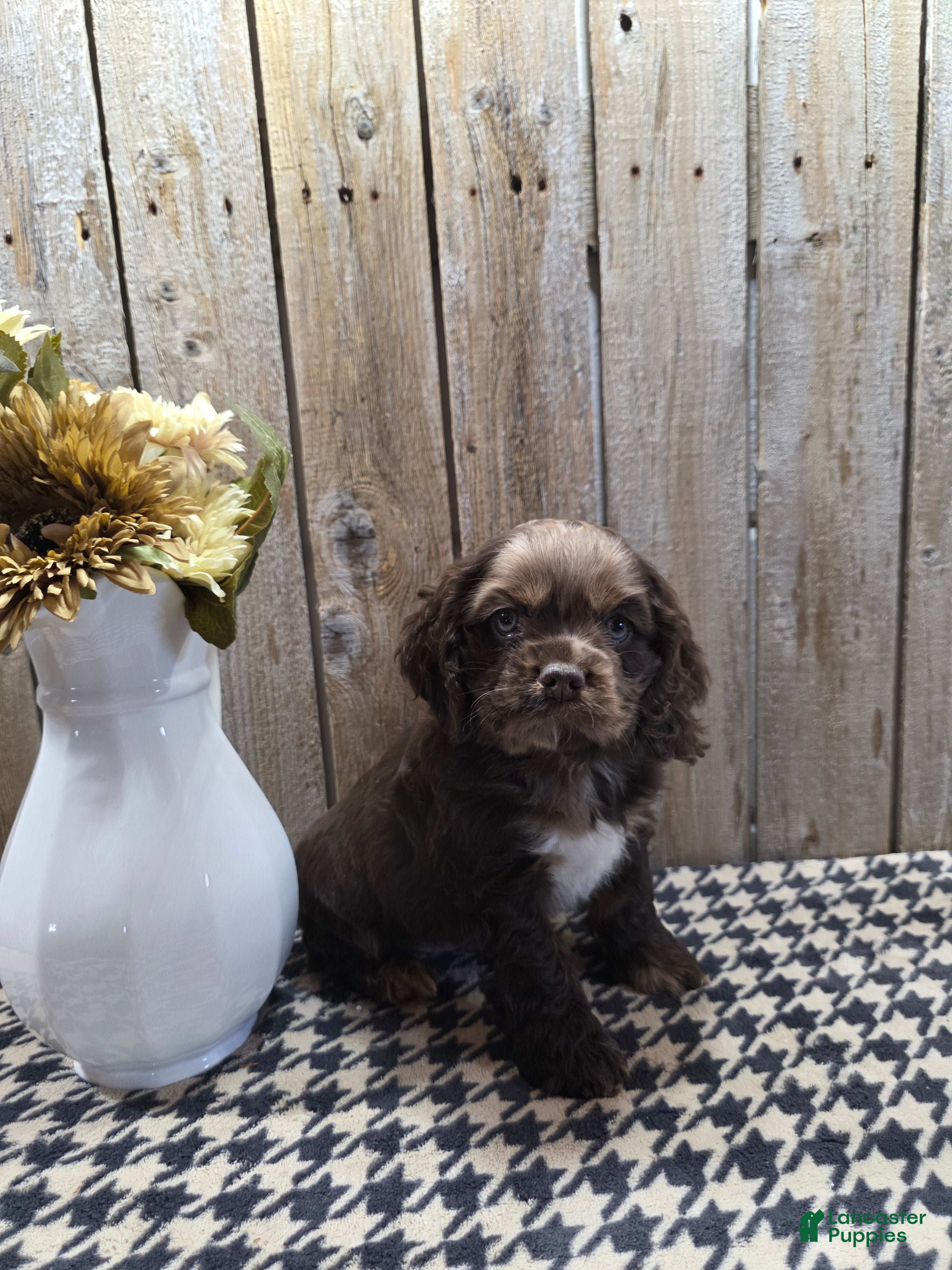 Cocker Spaniel dogs for sale: Master - Ad 1