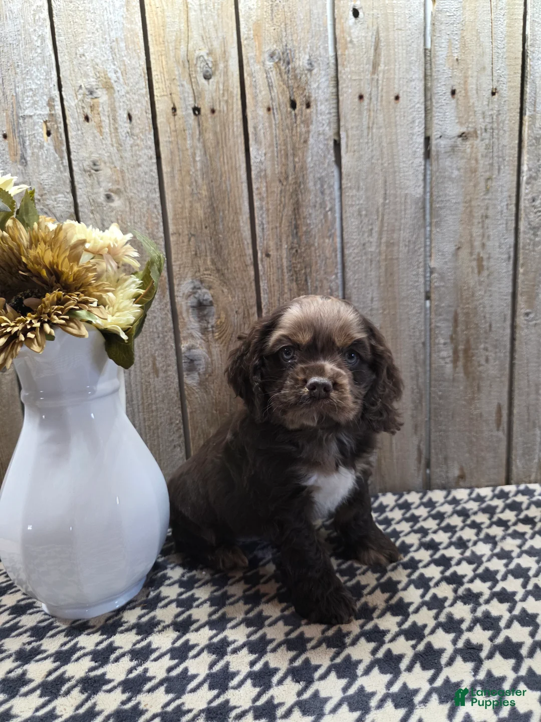 Cocker Spaniel dogs for sale: Master - Ad 1