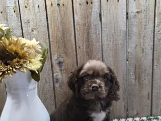 Cocker Spaniel dogs for sale: Master - Ad 1