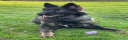 German Shepherd dogs for sale: Dark Sable - Ad 4