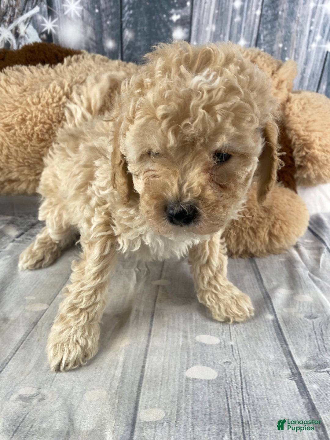 Cavapoo dogs for sale: Kobe - Ad 7