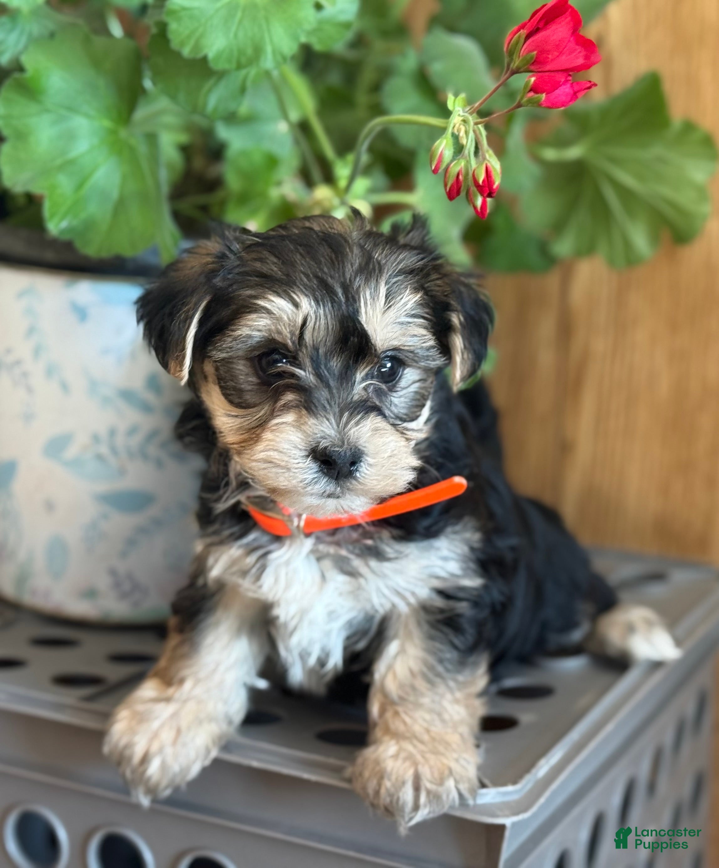 Morkie dogs Bridgette - Ad 41