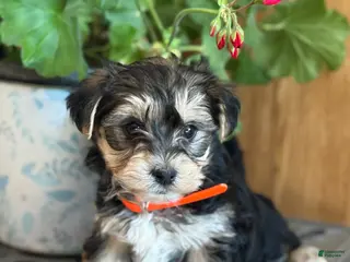 Morkie dogs Bridgette - Ad 41