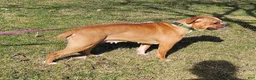 Mixed Breed dogs for sale: Big Bubba Blue - Ad 8