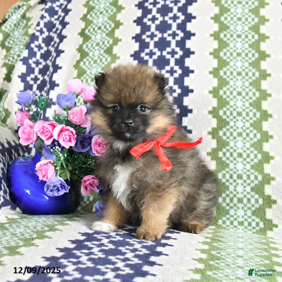 Pomeranian dogs for sale: Benji - Ad 2