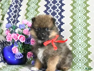 Pomeranian dogs Benji - Ad 37