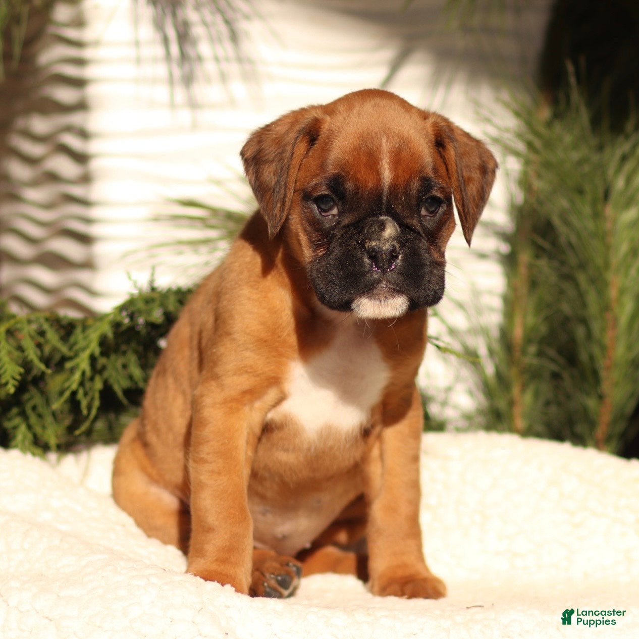 Boxer dogs Ashley - Ad 27