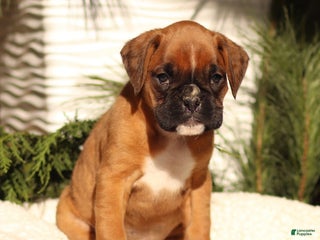 Boxer dogs Ashley - Ad 27