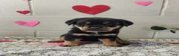 Rottweiler dogs for sale: Blake - Ad 1