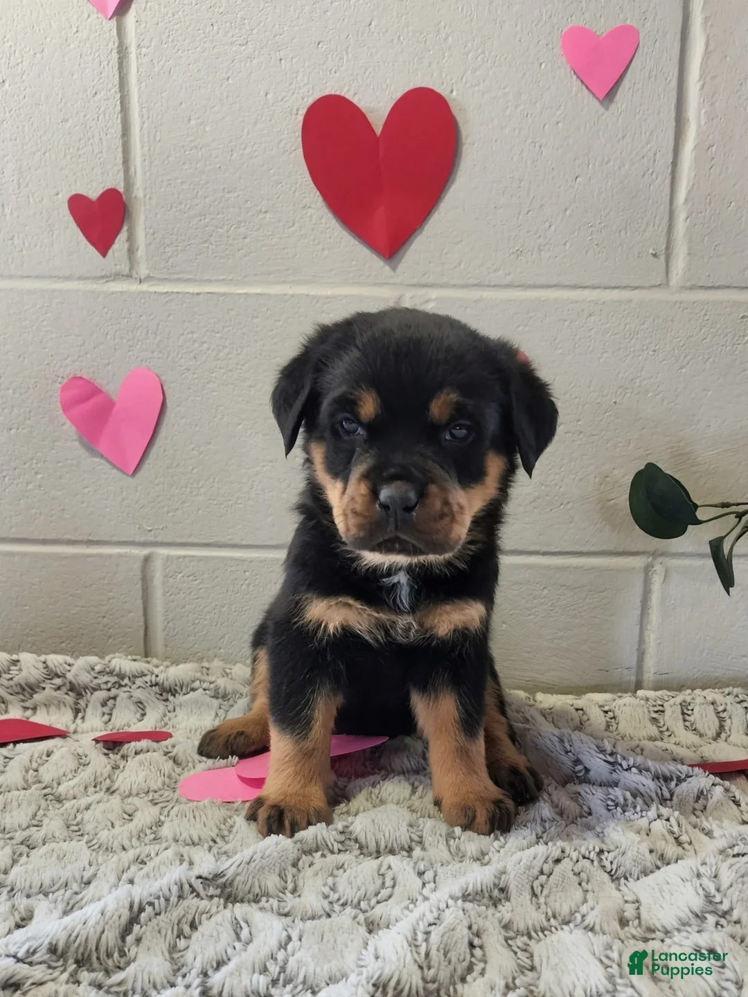 Rottweiler dogs for sale: Blake - Ad 1
