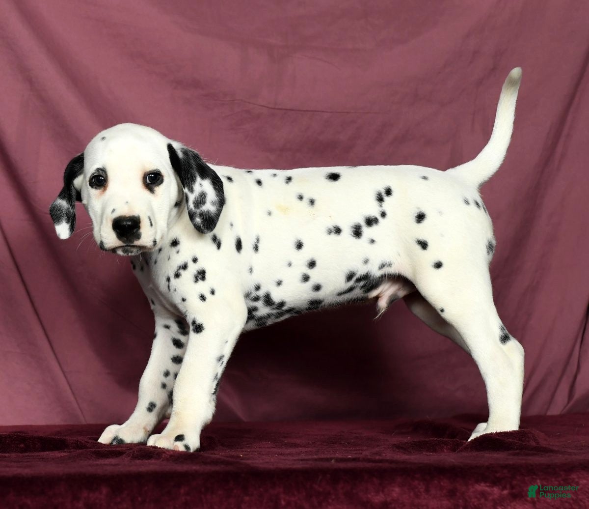 New Dalmatian Puppies for sale Lancaster Puppies