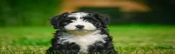 Bernedoodle dogs for sale: Gunner - Ad 1