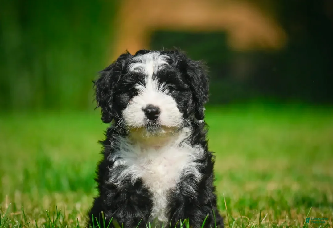 Bernedoodle dogs for sale: Gunner - Ad 1