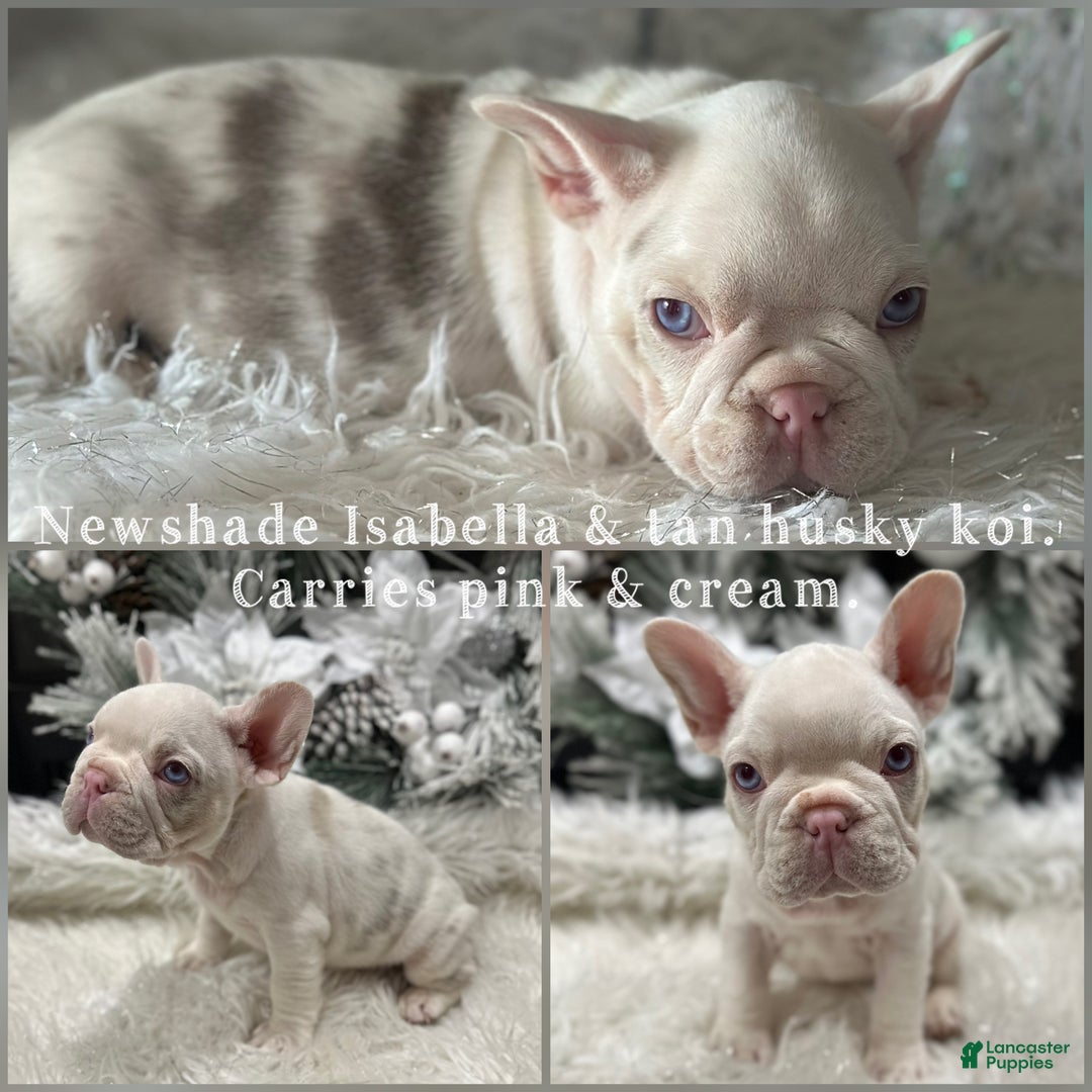 French Bulldog dogs for sale: Newshade isabella koi pink carrier - Ad 1