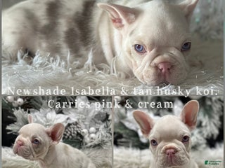 French Bulldog dogs Newshade isabella koi pink carrier - Ad 24