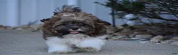 Shihpoo dogs for sale: Patches - Ad 4