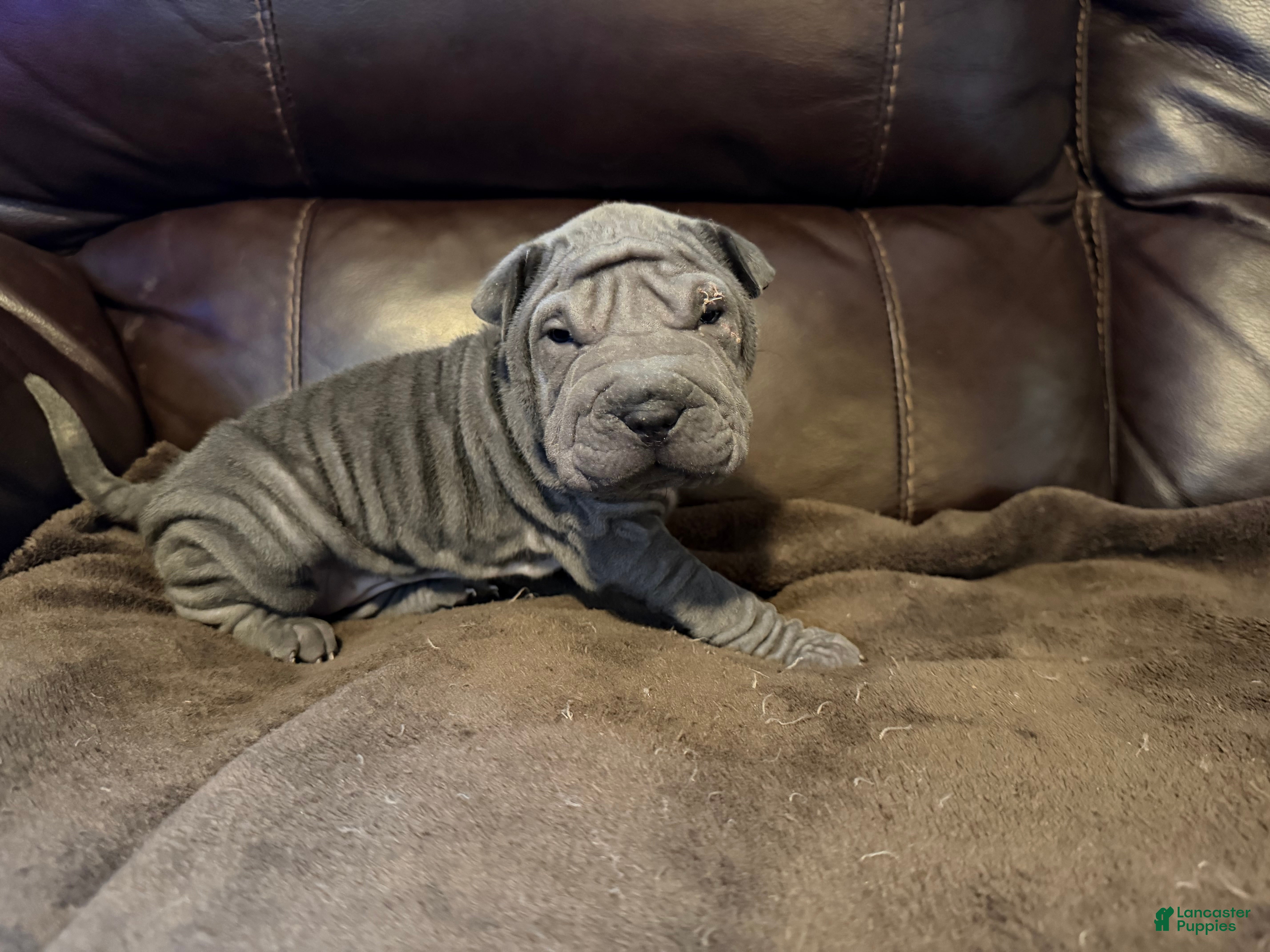 Shar Pei dogs Dove - Ad 12