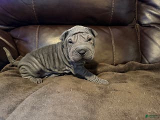 Shar Pei dogs Dove - Ad 4