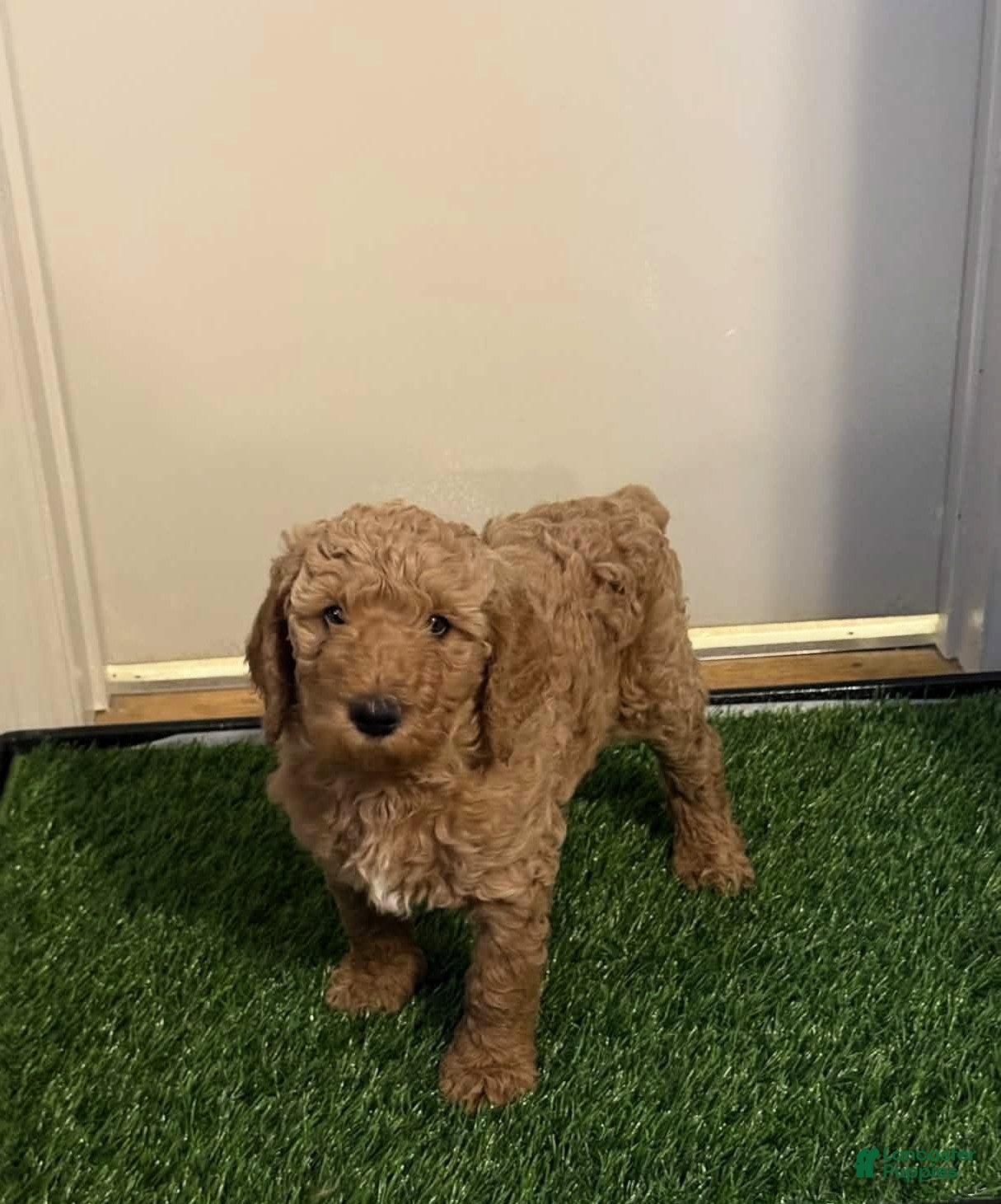 Goldendoodle dogs for sale: Louis - Ad 1