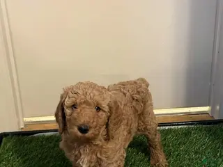 Goldendoodle dogs for sale: Louis - Ad 1
