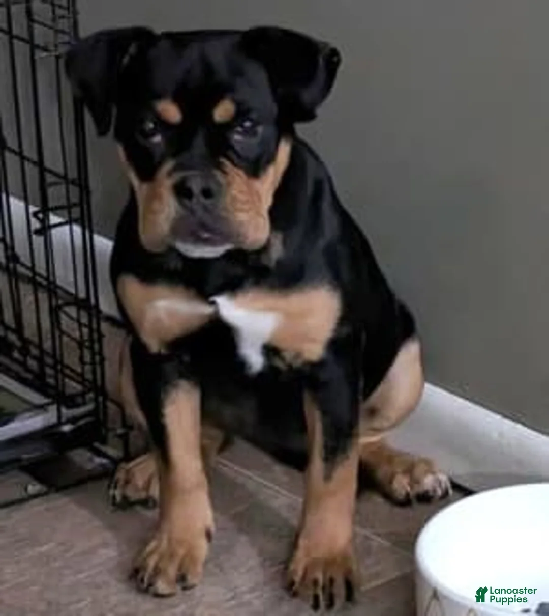 Gallery Image {{count}}