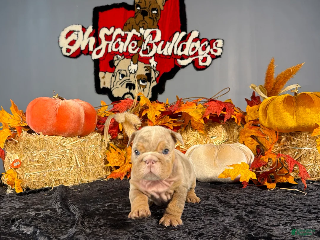 English Bulldog dogs for sale: English Bulldog 2 - Ad 1