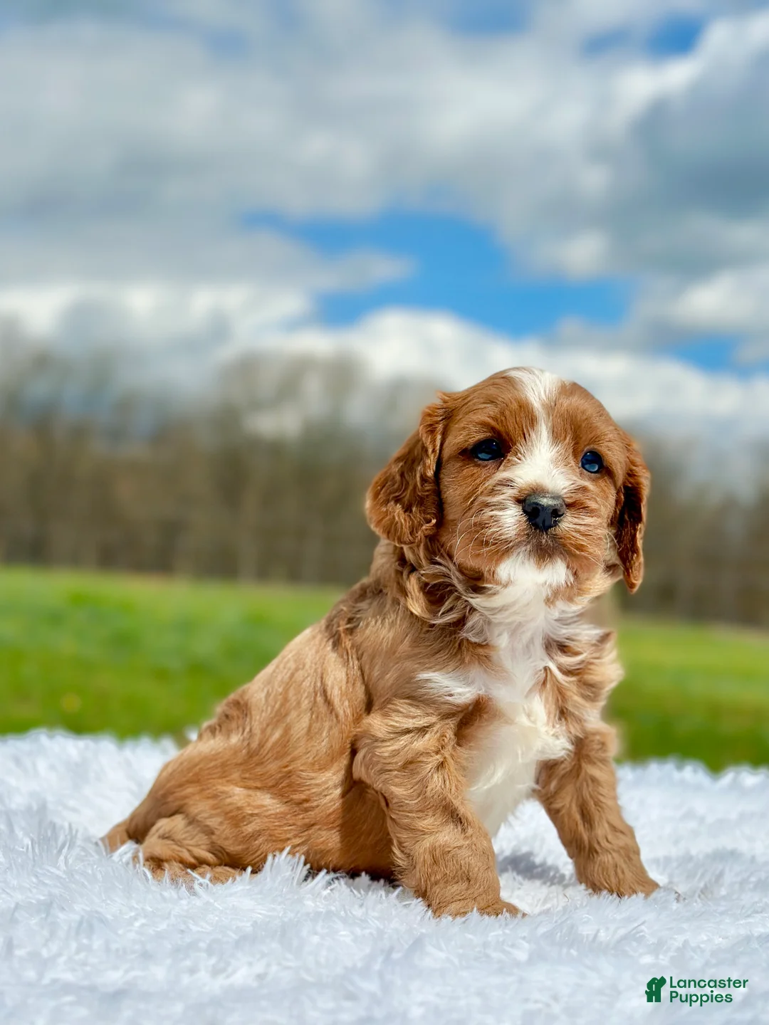 Cavapoo dogs for sale: Joey 4128 - Ad 2