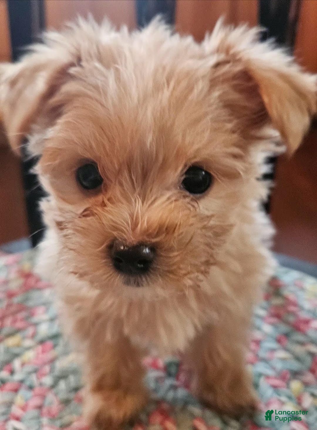 Morkie dogs Lily - Ad 23