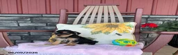 Yorkiepoo dogs for sale: Buttercup - Ad 10