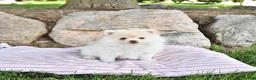 Pomeranian dogs for sale: Louie - Ad 5