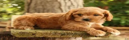 Cavapoo dogs for sale: Susie - Ad 3