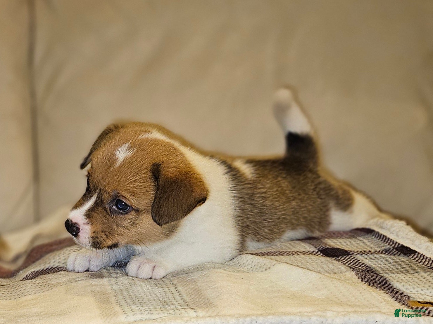 Mixed Breed dogs Orpheus - Ad 2