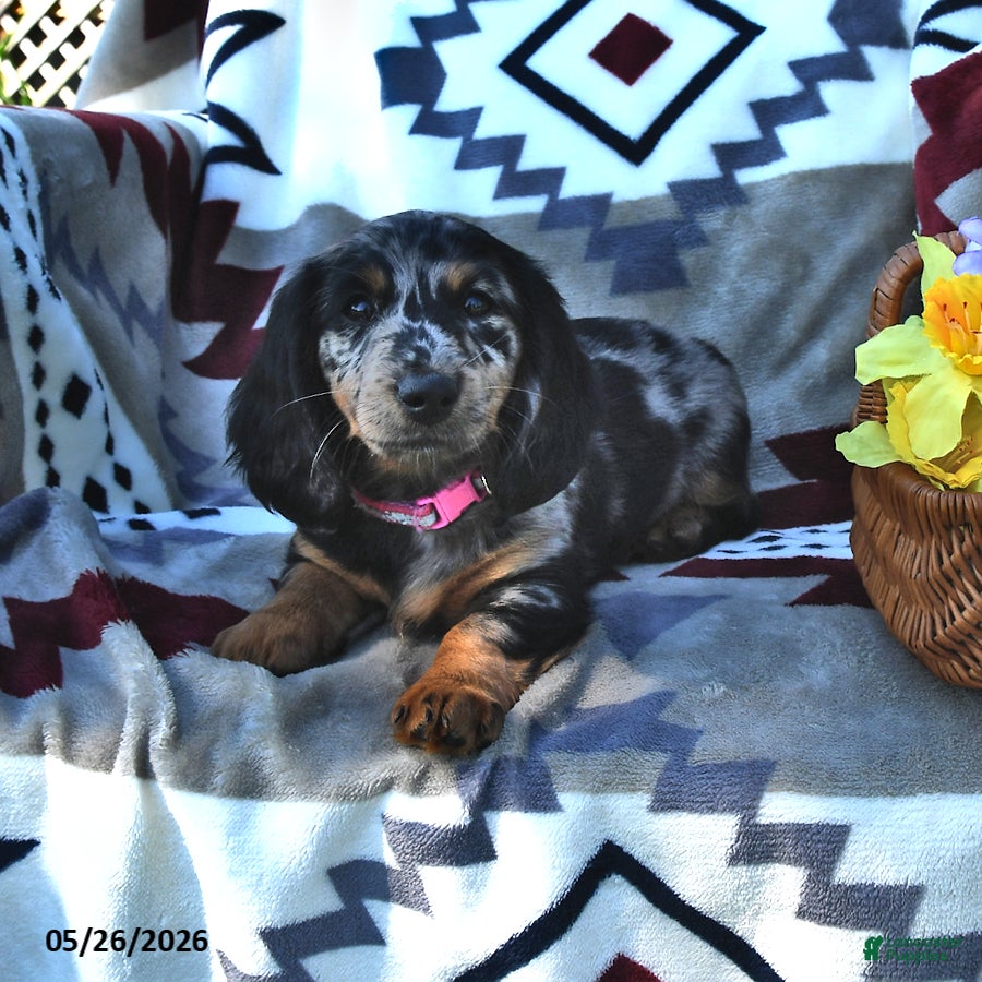 Miniature Dachshund dogs Kylee - Ad 2