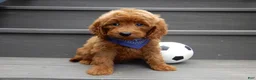 Mini Goldendoodle dogs for sale: Rusty - Ad 6