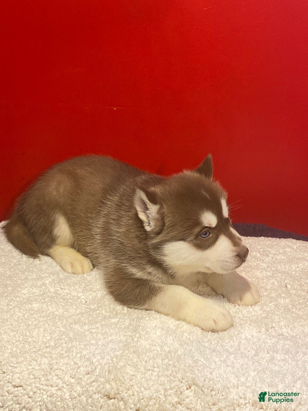 Siberian Husky dogs for sale: Oscar - Ad 17
