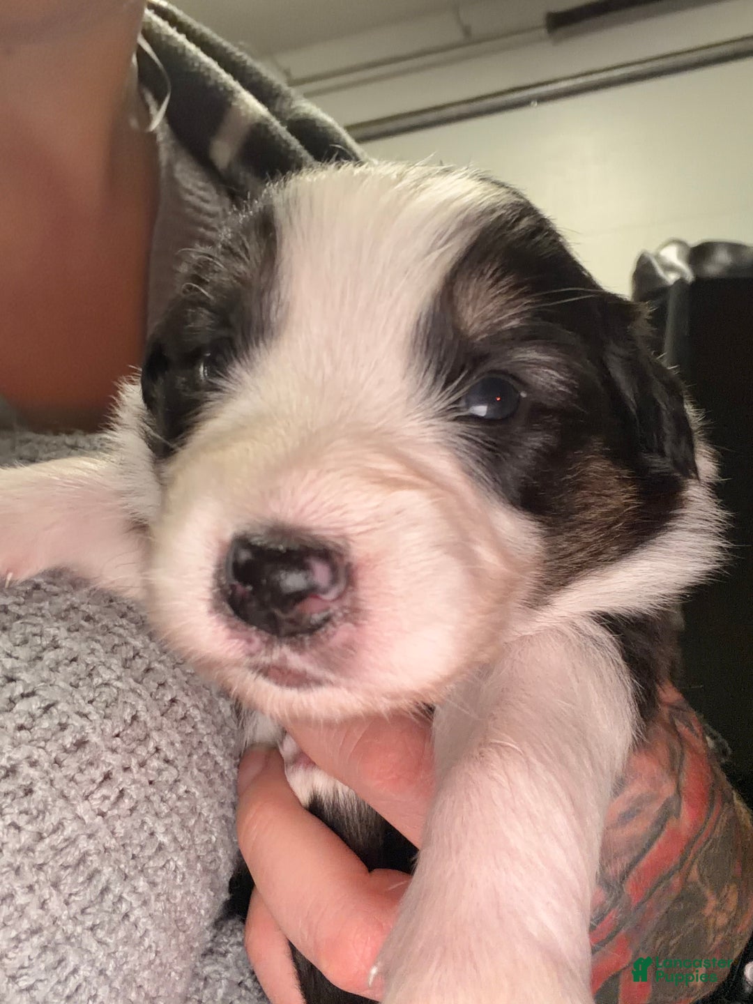 Australian Shepherd dogs for sale: Australian Shepherd Puppy - Gabby - Ad 5