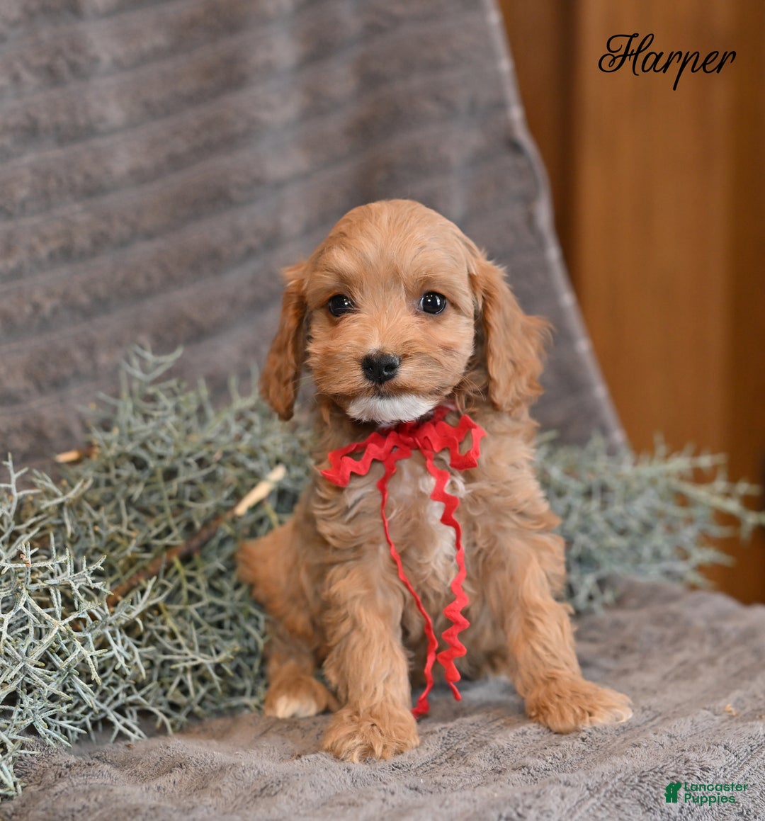 Cockapoo dogs for sale: Harper - Ad 6